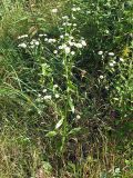 Erigeron annuus