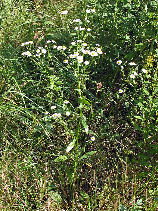 Image of Erigeron annuus specimen.