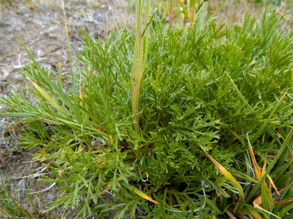 Image of Artemisia norvegica specimen.