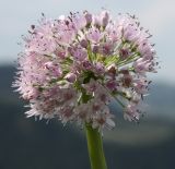 Allium nutans. Соцветие. Алтай, окр. пос. Манжерок, луговая степь на склоне г. Черепан. 26.08.2009.