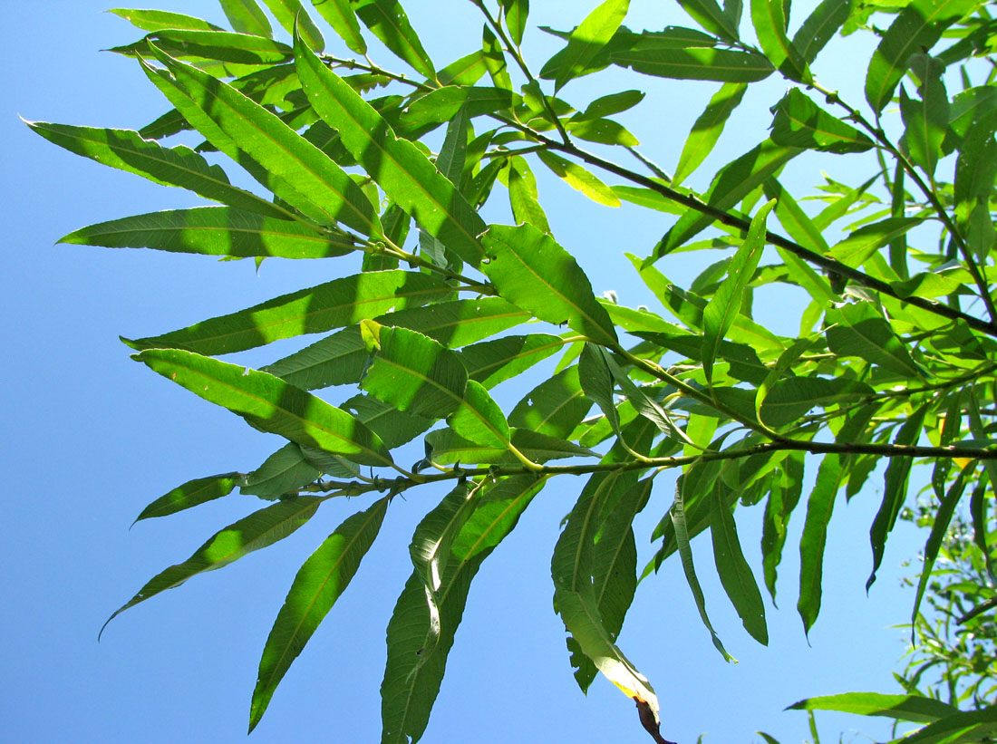 Image of Salix gmelinii specimen.