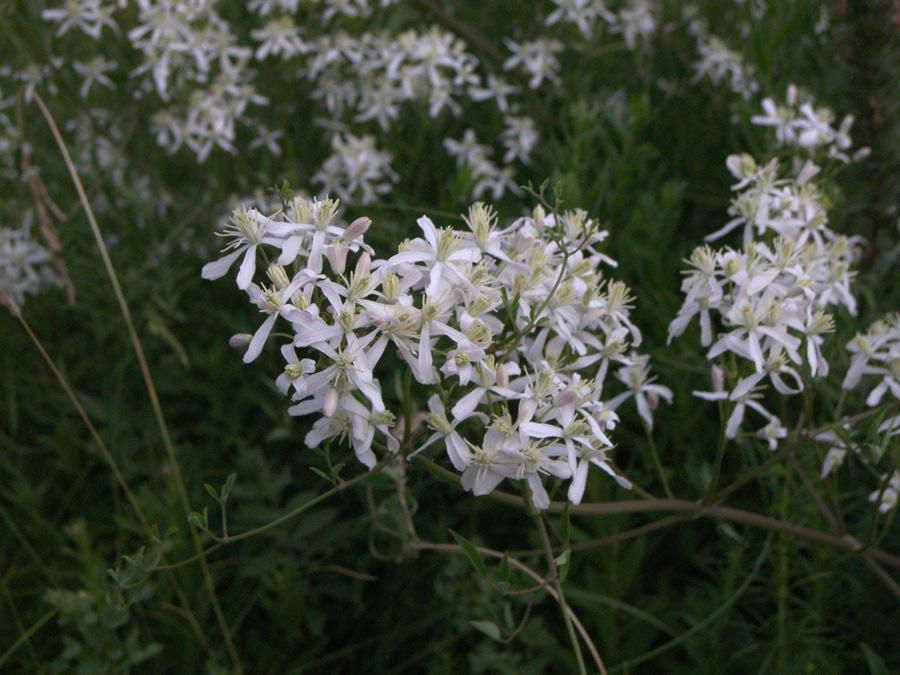 Image of Clematis lathyrifolia specimen.