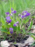 Смотреть изображение Viola ambigua