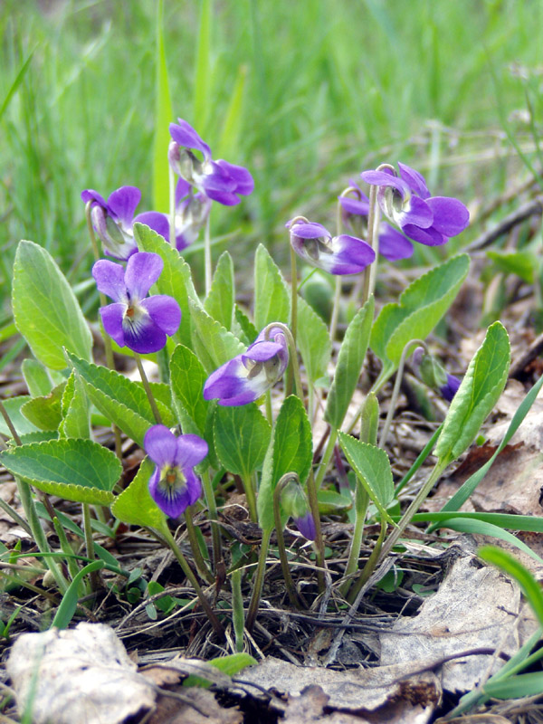 Изображение особи Viola ambigua.