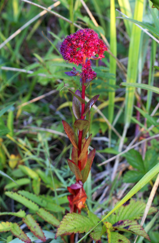 Изображение особи Hylotelephium triphyllum.