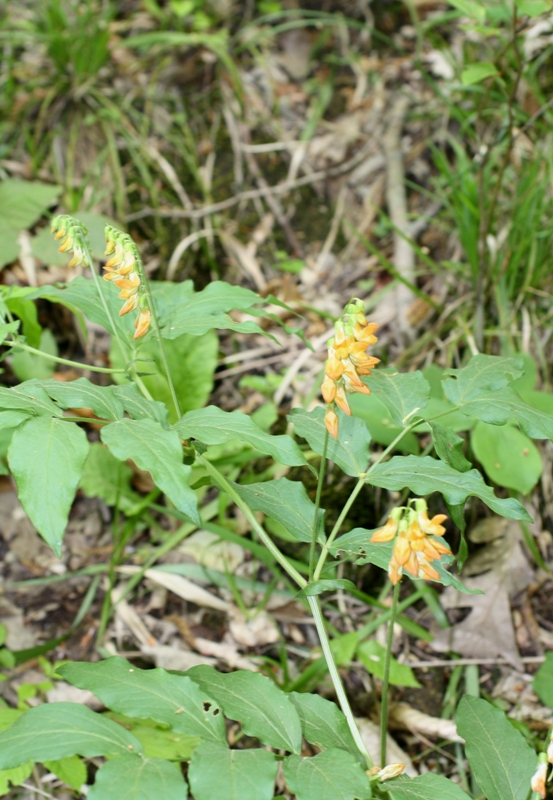 Image of Lathyrus aureus specimen.