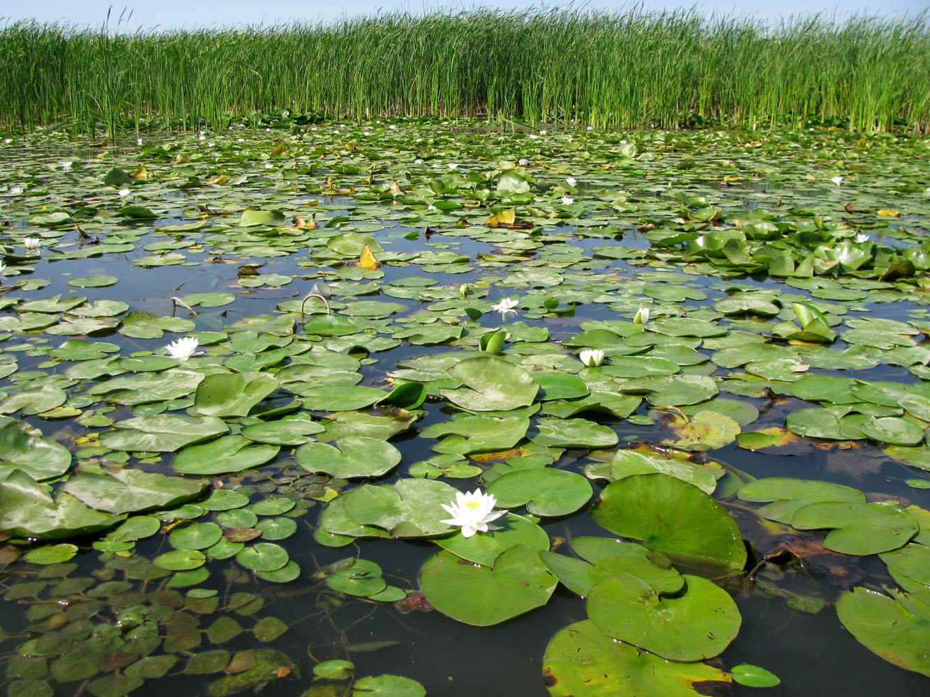 Изображение особи Nymphaea alba.