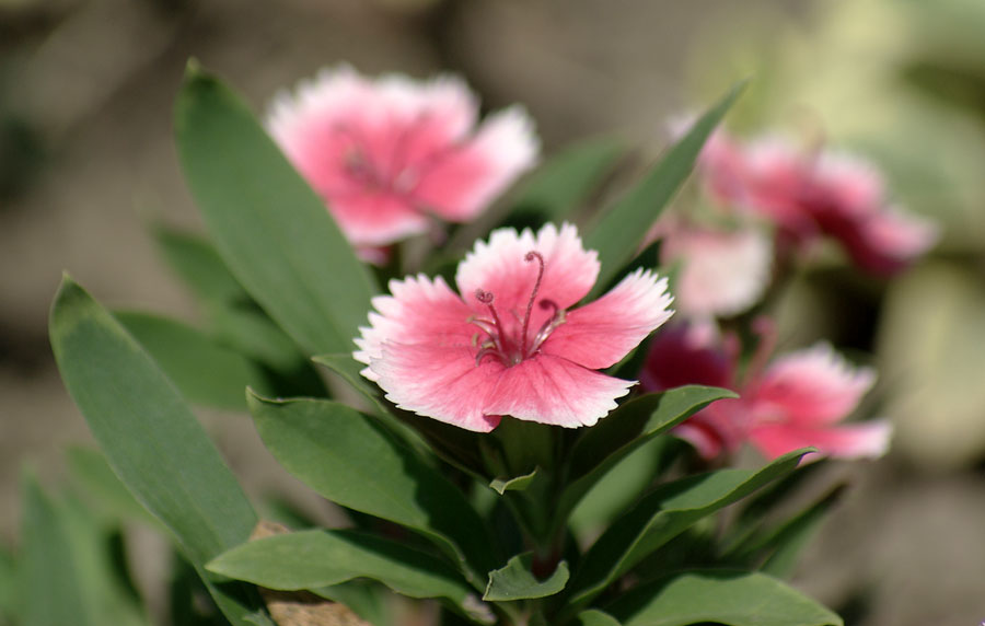 Изображение особи Dianthus barbatus.