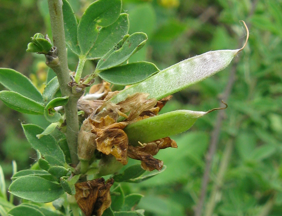 Изображение особи Chamaecytisus ruthenicus.