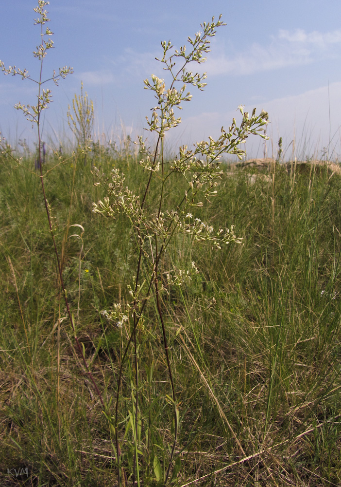 Image of Silene wolgensis specimen.