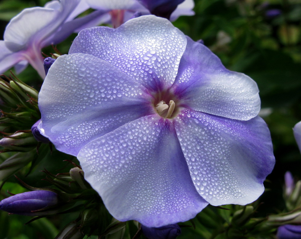 Image of Phlox paniculata specimen.