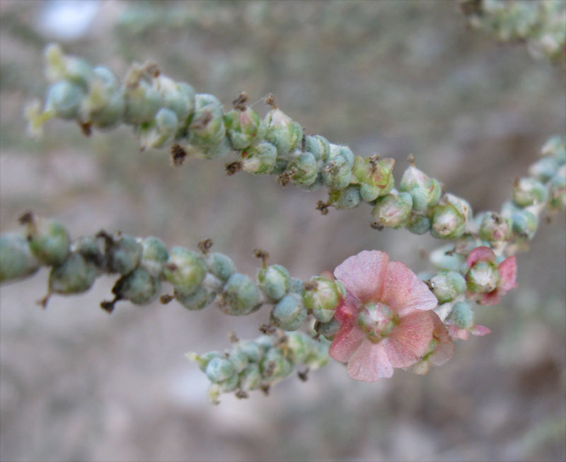 Изображение особи семейство Chenopodiaceae.