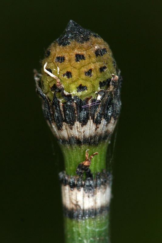 Изображение особи Equisetum hyemale.