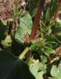 Rumex spinosus