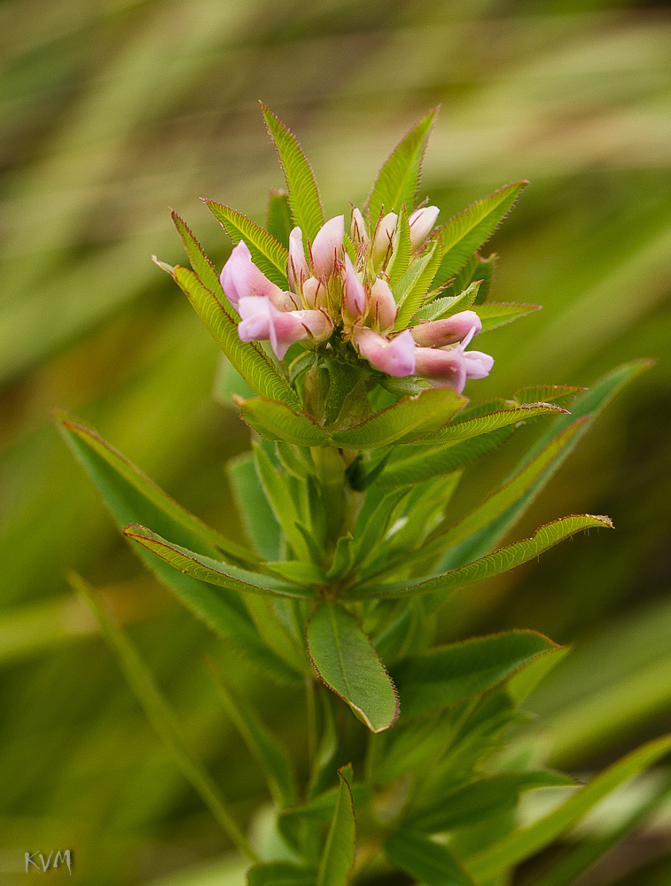 Изображение особи Trifolium lupinaster.