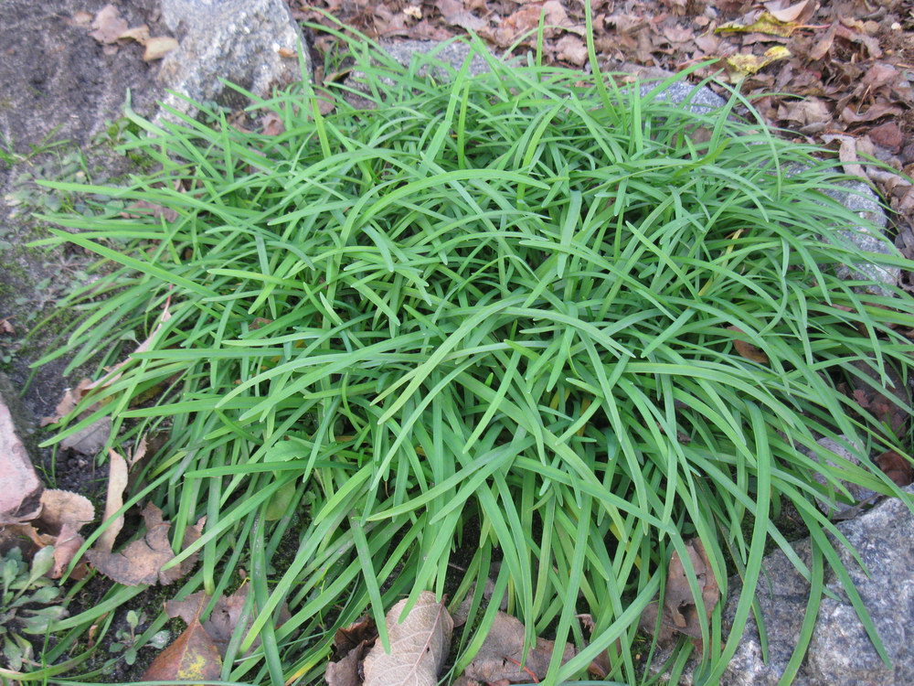 Image of Ipheion uniflorum specimen.