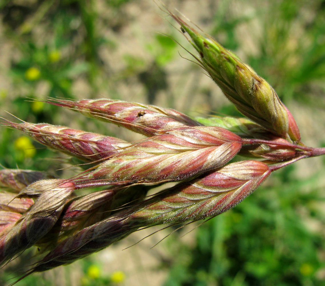 Изображение особи Bromus hordeaceus.