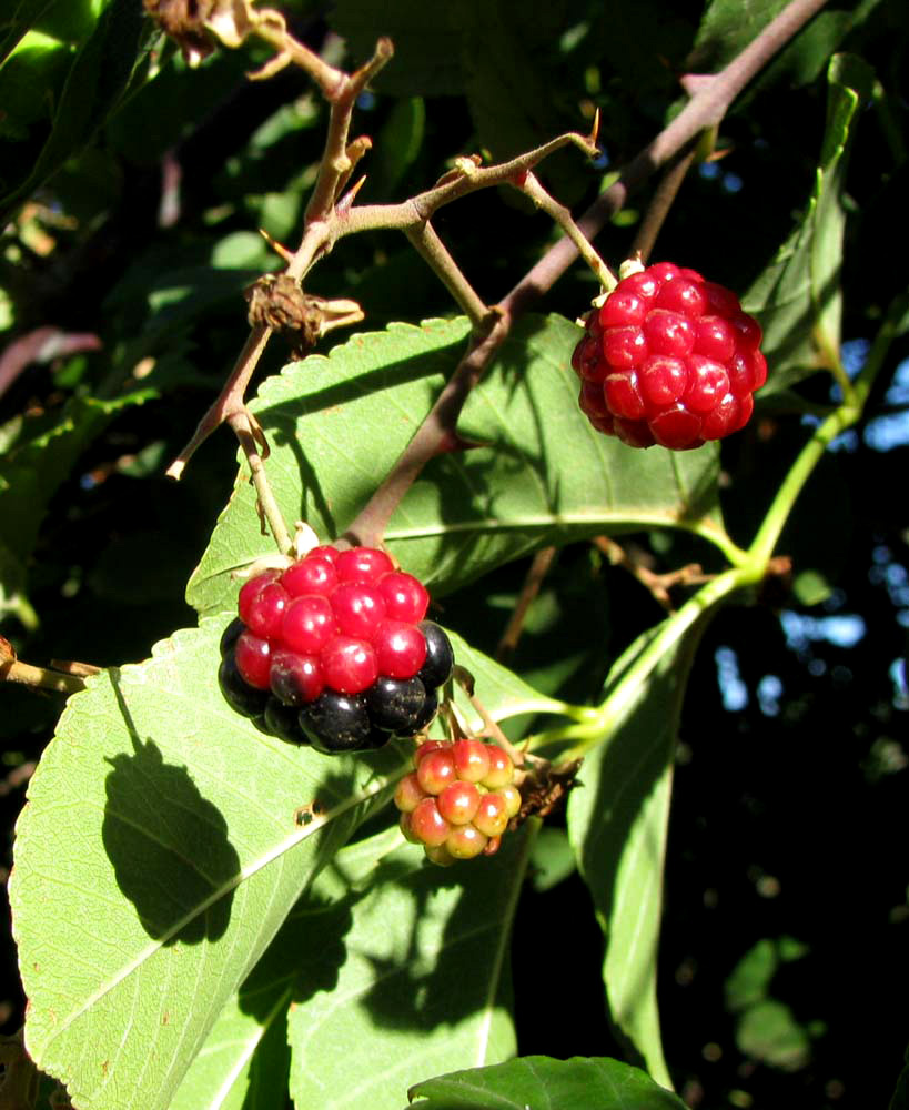 Изображение особи род Rubus.