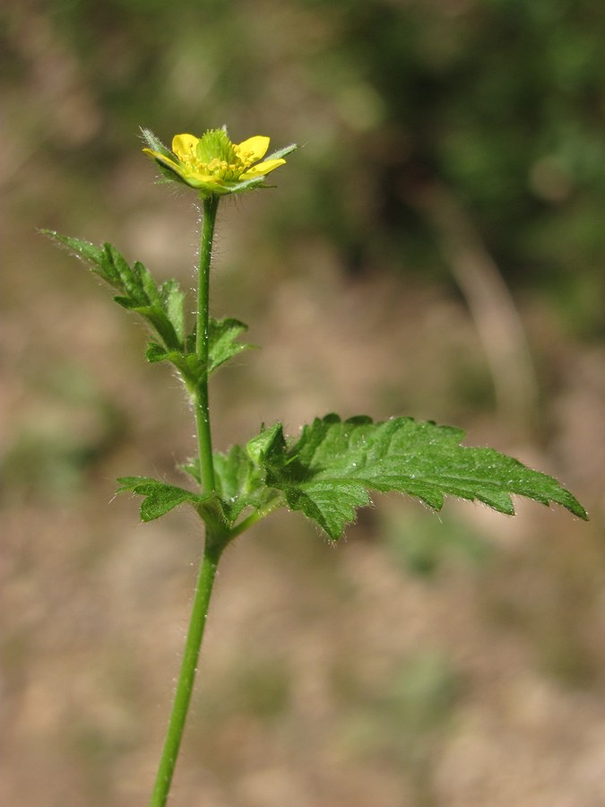 Изображение особи Geum urbanum.