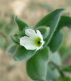 Nonea echioides