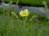 Potentilla recta