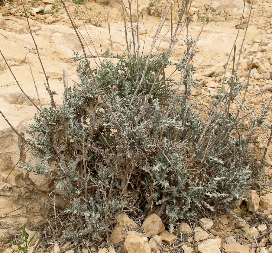 Image of Echinops polyceras specimen.