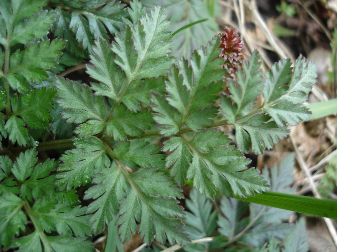 Image of familia Apiaceae specimen.