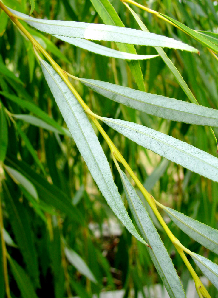 Image of Salix babylonica specimen.