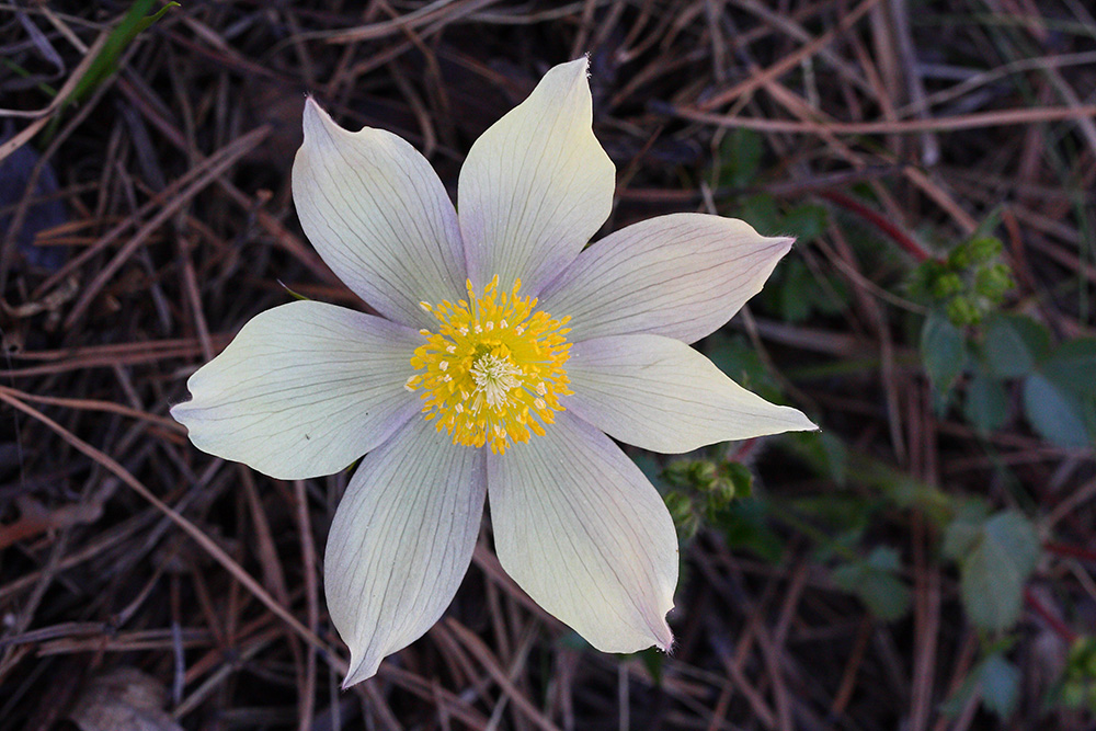 Image of Pulsatilla orientali-sibirica specimen.