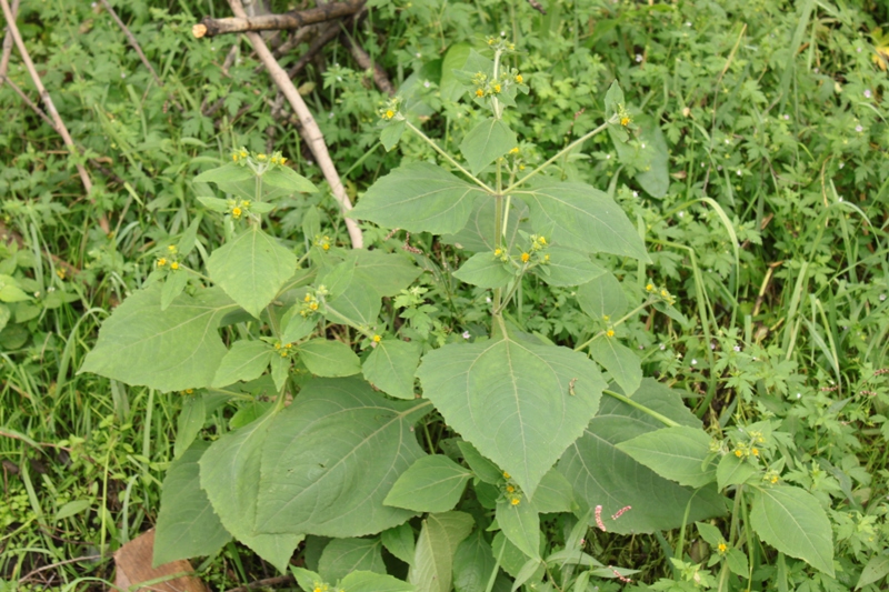 Image of Sigesbeckia pubescens specimen.