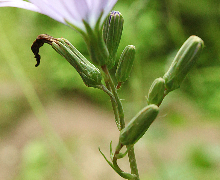 Image of Lactuca tatarica specimen.