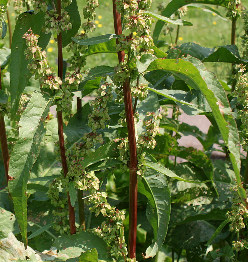 Image of Rumex &times; heterophyllus specimen.