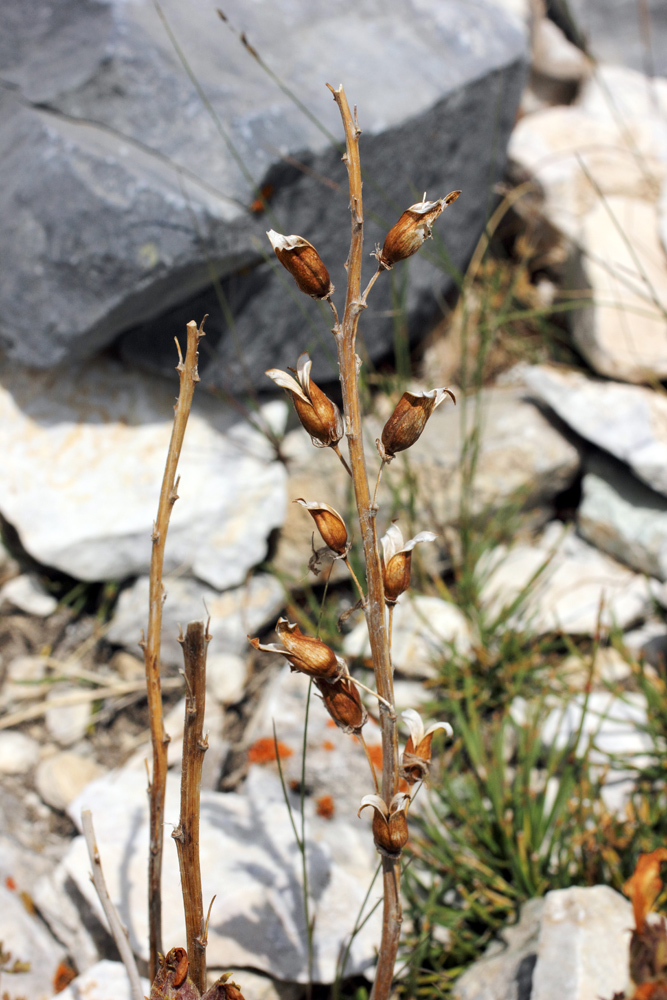 Изображение особи Pedicularis talassica.