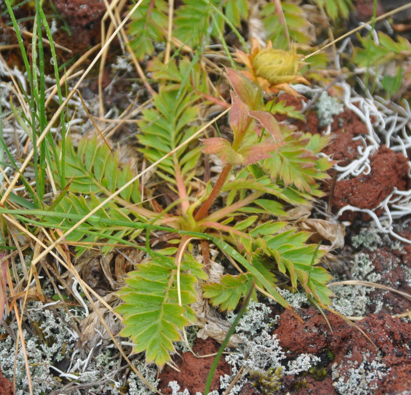 Изображение особи Novosieversia glacialis.