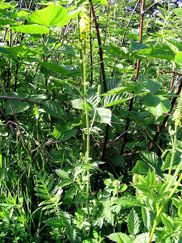 Image of Agrimonia eupatoria specimen.