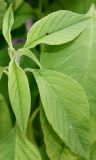 genus Amaranthus. Верхушка побега. Германия, г. Krefeld, Ботанический сад. 06.08.2013.