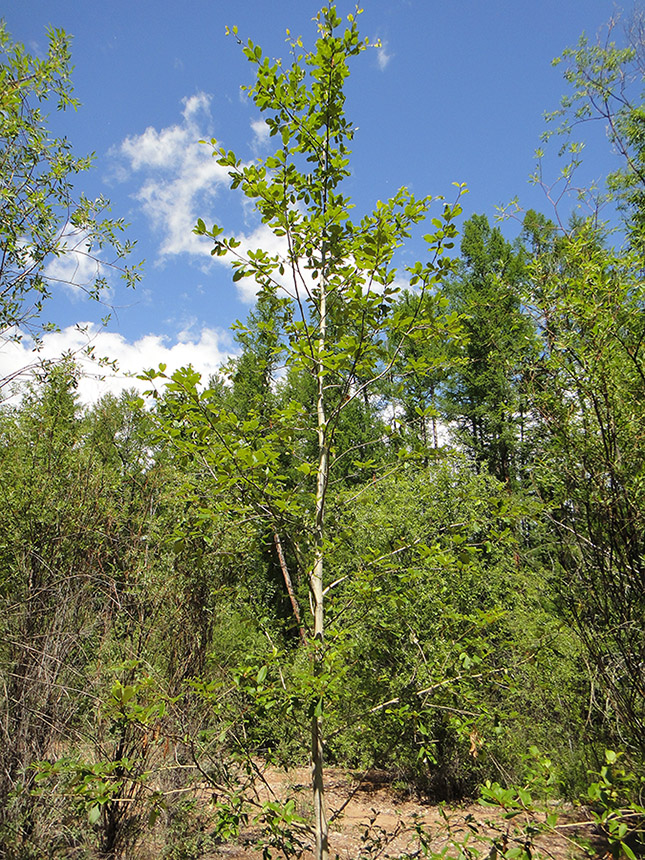 Image of Populus suaveolens specimen.