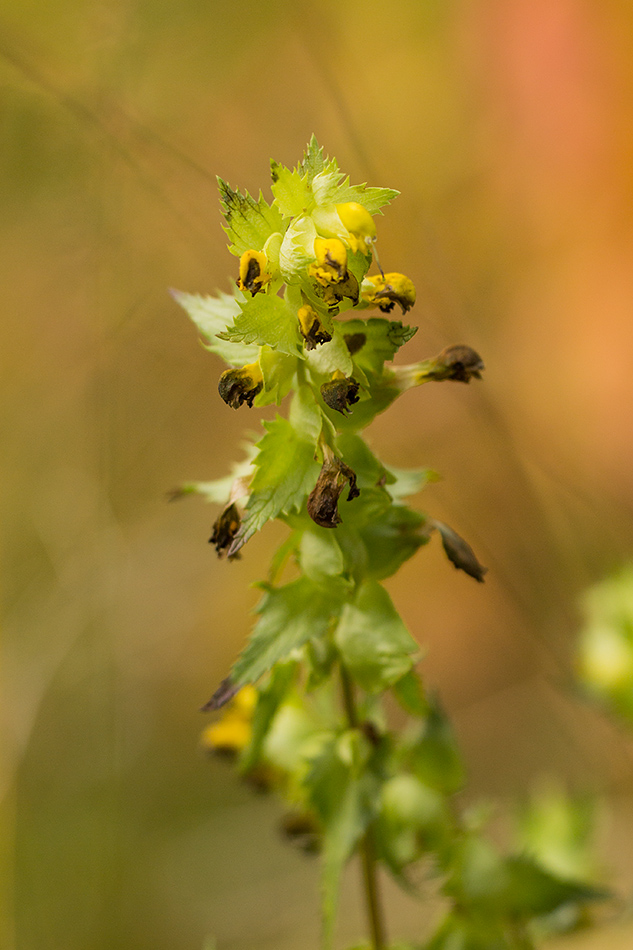 Image of genus Rhinanthus specimen.