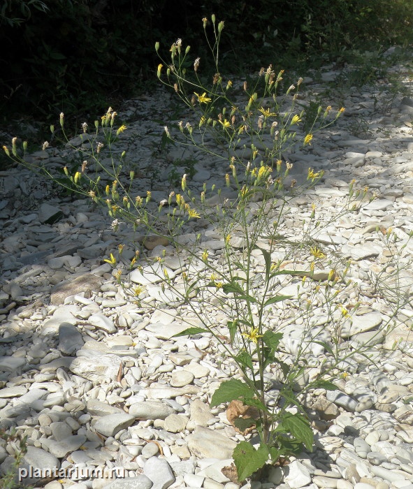 Image of Lapsana intermedia specimen.