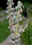 Kniphofia gracilis