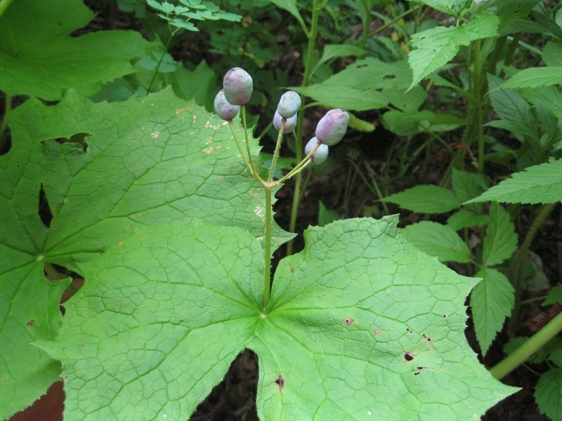 Изображение особи Diphylleia grayi.