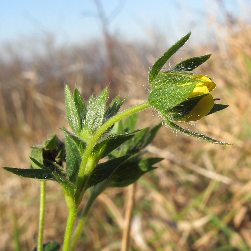 Image of Potentilla caucasica specimen.