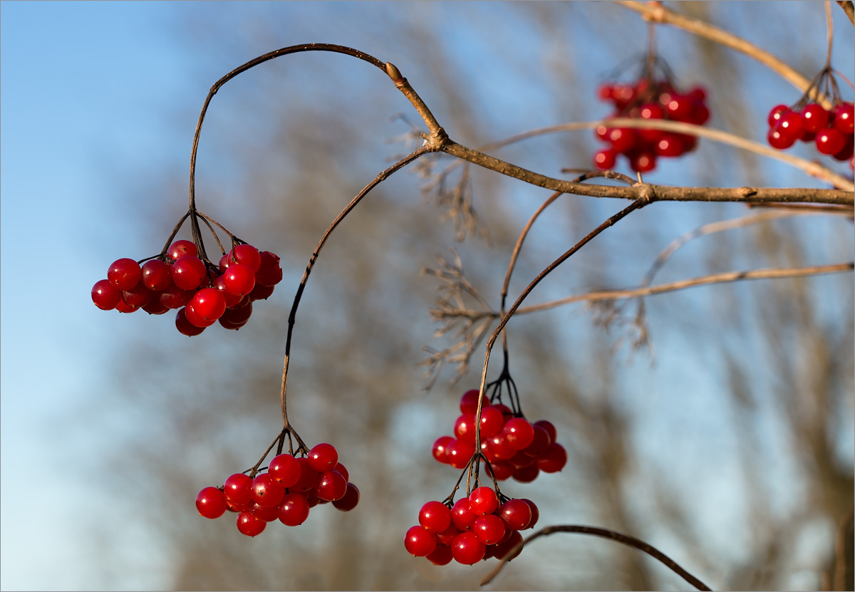 Image of Viburnum opulus specimen.