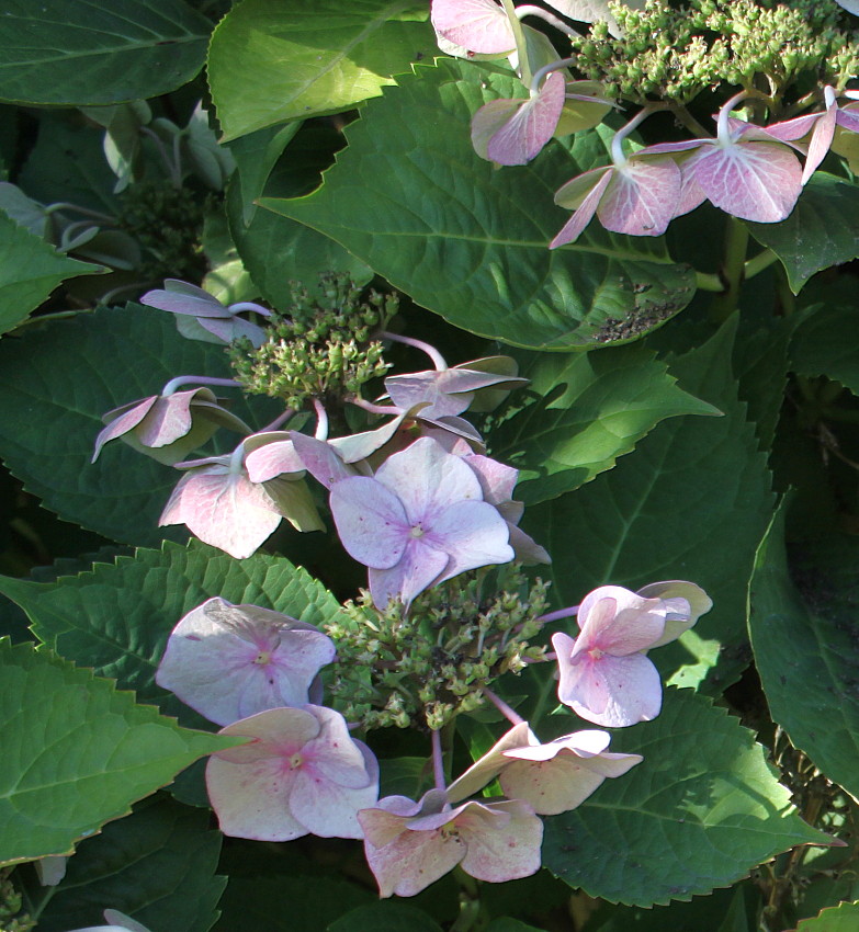 Изображение особи Hydrangea macrophylla.