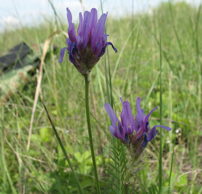 Изображение особи Astragalus onobrychis.