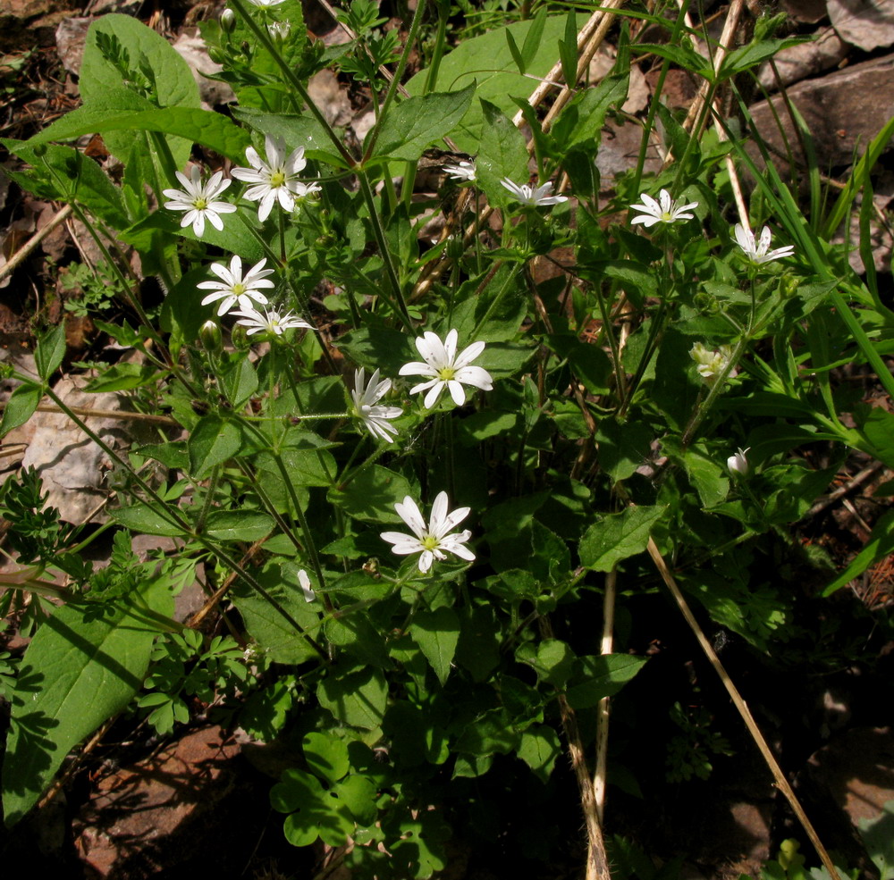 Image of Stellaria zolotuchinii specimen.