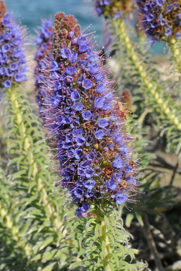 Image of Echium candicans specimen.