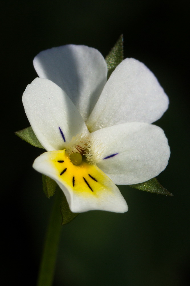 Image of Viola arvensis specimen.