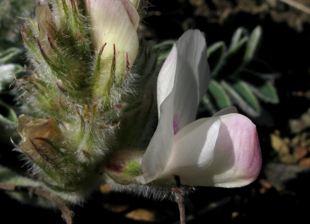 Image of Hedysarum turczaninovii specimen.