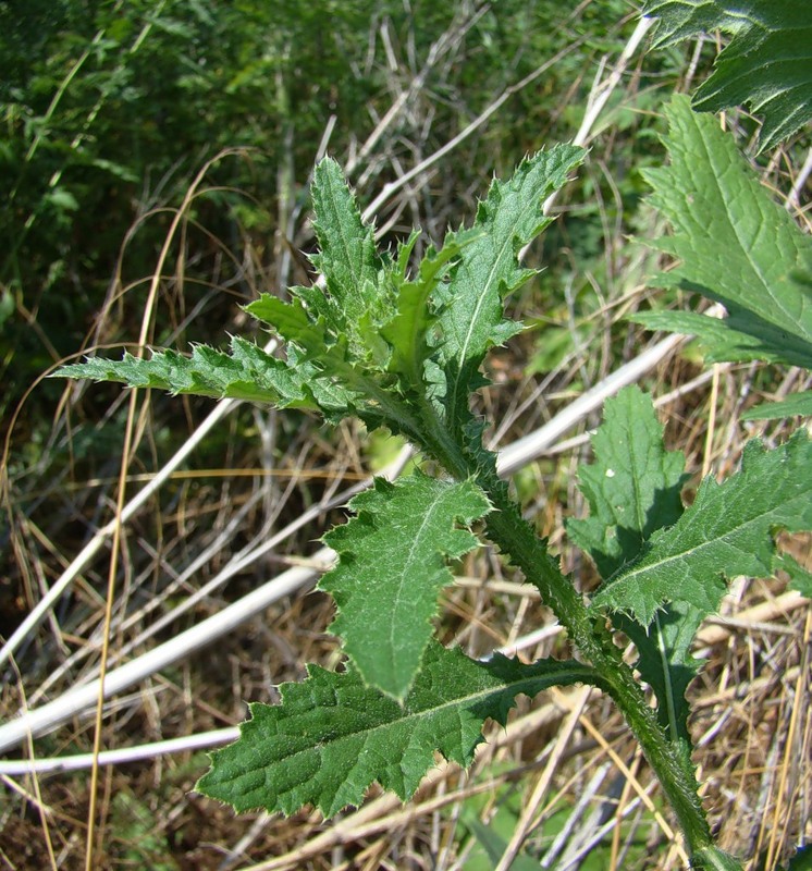 Image of Carduus crispus specimen.